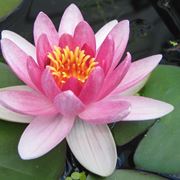consegna fiori per congratulazioni-1