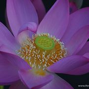 consegna fiori per dirti che?-1