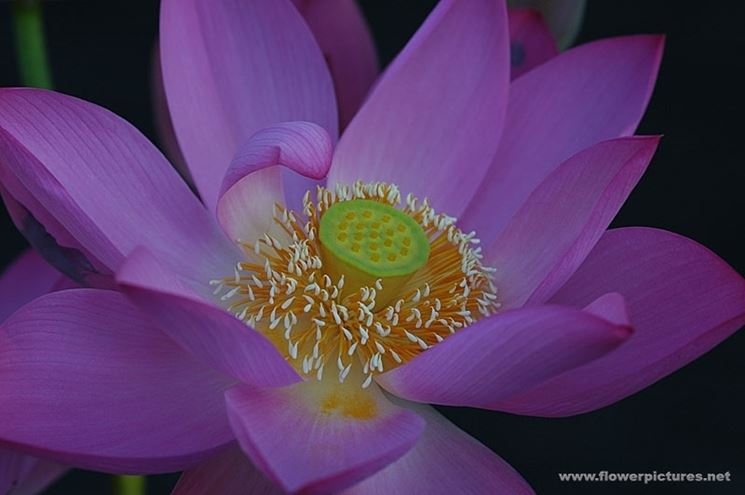 consegna fiori per dirti che?-1