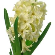 consegna fiori per fidanzamento-1