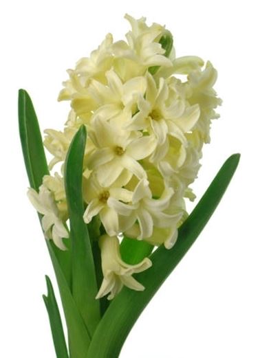 consegna fiori per fidanzamento-1