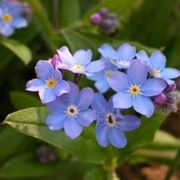 consegna fiori per fiocco azzurro-2