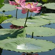 consegna fiori per fiocco rosa-1