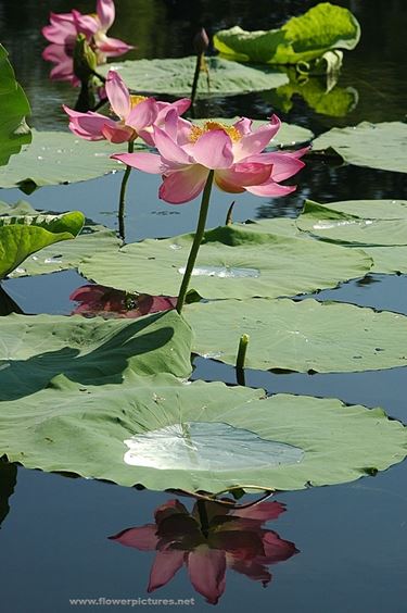 consegna fiori per fiocco rosa-1