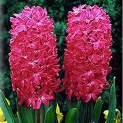 consegna fiori per fiocco rosa