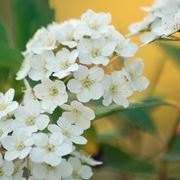 consegna fiori per lui-2