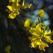 consegna fiori per lui-3