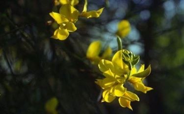 consegna fiori per lui-3
