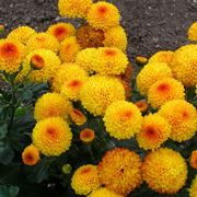 consegna fiori per lui