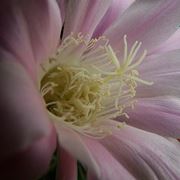 consegna fiori per lutto-2