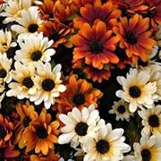 consegna fiori per lutto