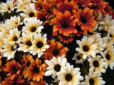 consegna fiori per lutto