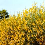 consegna fiori per maggiore et?-1
