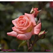 consegna fiori per matrimonio-2