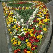 consegna fiori per mi dispiace-1