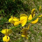 consegna fiori per mi dispiace