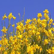 consegna fiori per nascita-3