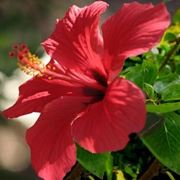 consegna fiori per nascita
