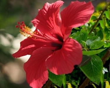 consegna fiori per nascita