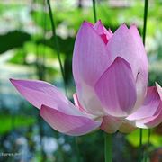consegna fiori per nozze argento-oro-2