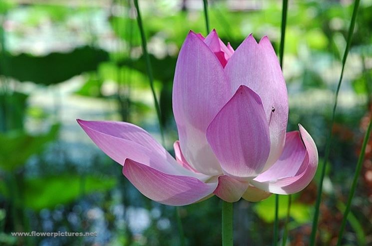 consegna fiori per nozze argento-oro-2
