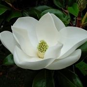 consegna fiori per onomastico-2