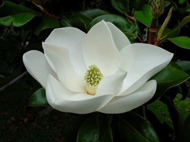 consegna fiori per onomastico-2