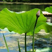 consegna fiori per onomastico-3
