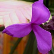 consegna fiori per onomastico