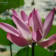 consegna fiori per regalo-3