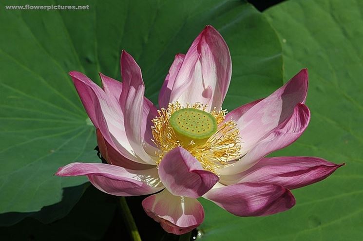 consegna fiori per ringraziamenti-1