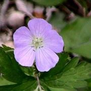 consegne fiori Brescia