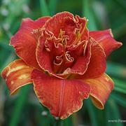 consegne fiori