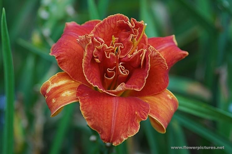 consegne fiori