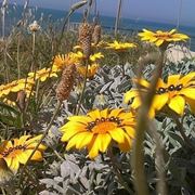 fiori a domicilio a Como