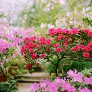 alberi con fiori