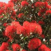 alberi in fiore