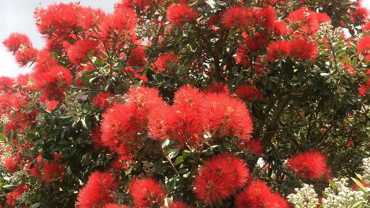 alberi in fiore