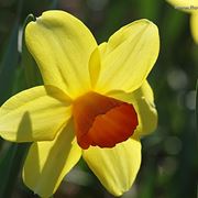 amarillis arancio-1