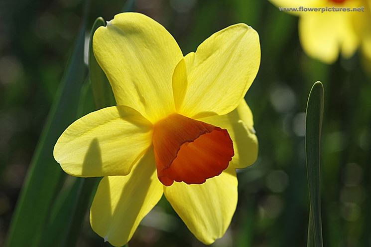 amarillis arancio-1