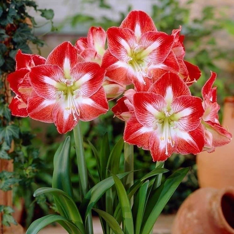 Struttura delle amarillis bianche