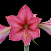 amarillis rosa-1