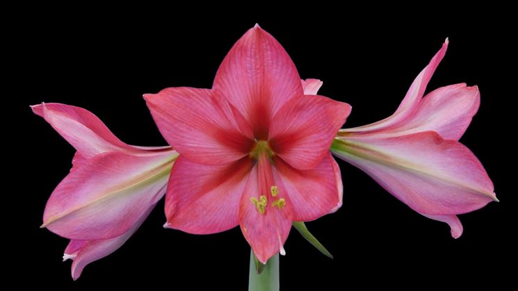 amarillis rosa-1