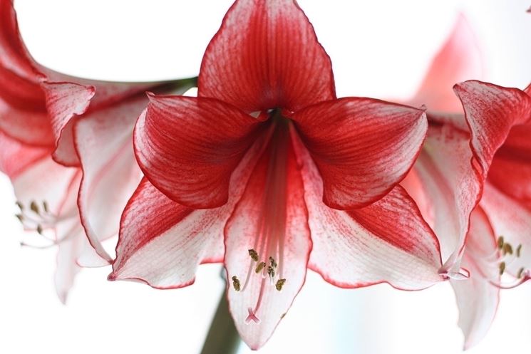 Conoscere l'amarillis rosa