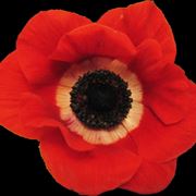 anemoni bianche-1