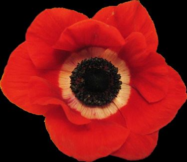 anemoni bianche-1
