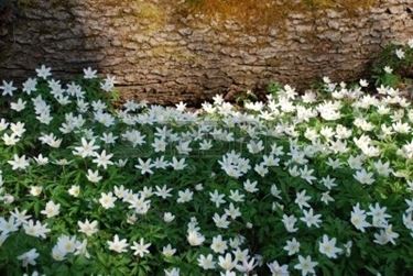 anemoni bianche
