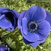 anemoni colorate