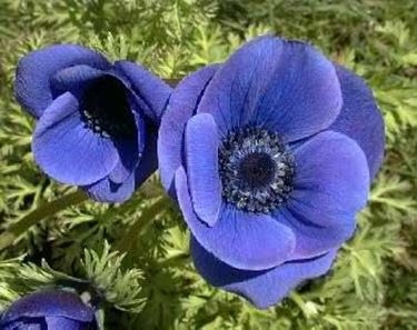 anemoni colorate