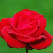 anemoni fuxia-1
